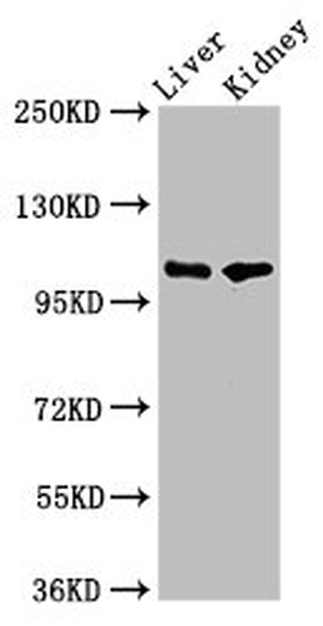 PEAR1 Antibody in Western Blot (WB)