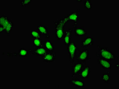 PHF10 Antibody in Immunocytochemistry (ICC/IF)