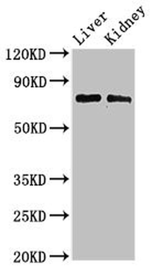 PHF21A Antibody in Western Blot (WB)