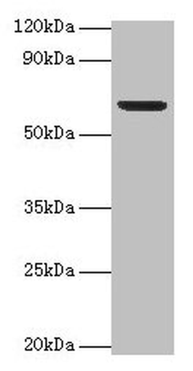 PLBD2 Antibody in Western Blot (WB)