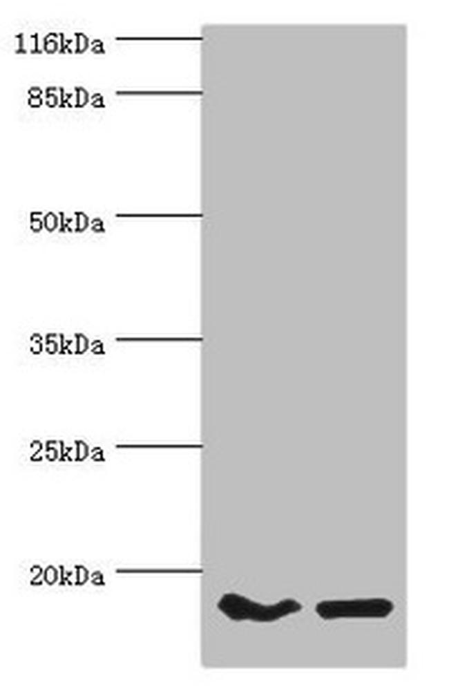 POP7 Antibody in Western Blot (WB)