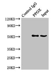 PPOX Antibody in Immunoprecipitation (IP)