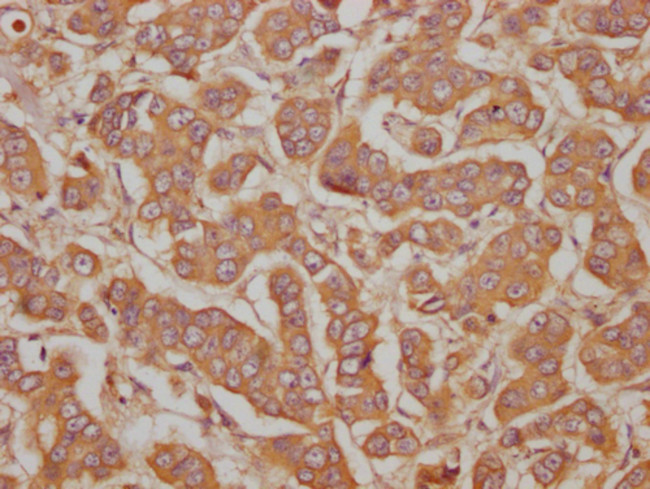 PRG2 Antibody in Immunohistochemistry (Paraffin) (IHC (P))