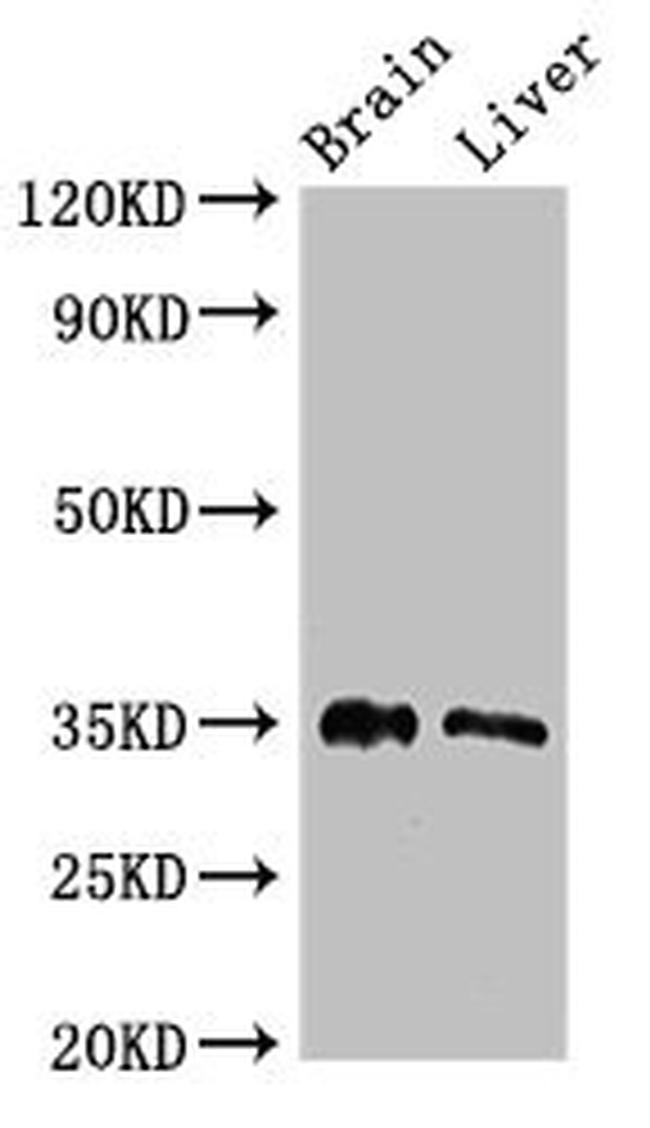 PTF1A Antibody in Western Blot (WB)