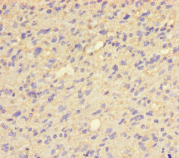 QPCT Antibody in Immunohistochemistry (Paraffin) (IHC (P))