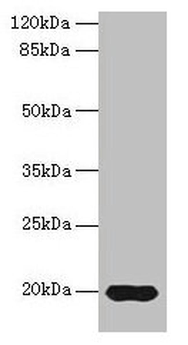 REG3G Antibody in Western Blot (WB)