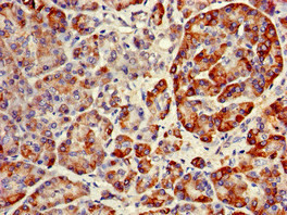 RNF126 Antibody in Immunohistochemistry (Paraffin) (IHC (P))