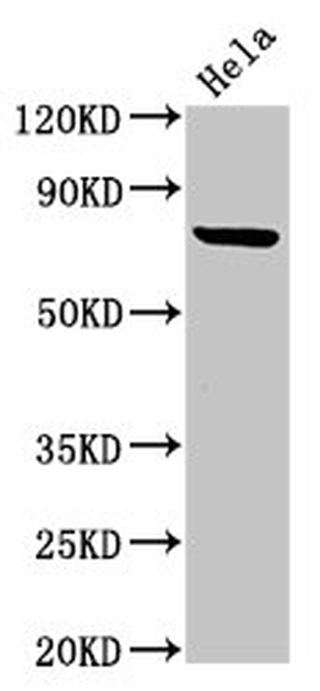 C13orf7 Antibody in Western Blot (WB)