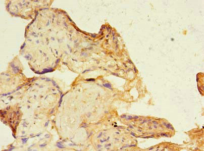 SIGLEC6 Antibody in Immunohistochemistry (Paraffin) (IHC (P))