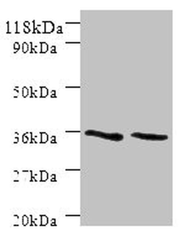 SNX20 Antibody in Western Blot (WB)