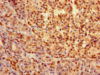 SOX9 Antibody in Immunohistochemistry (Paraffin) (IHC (P))