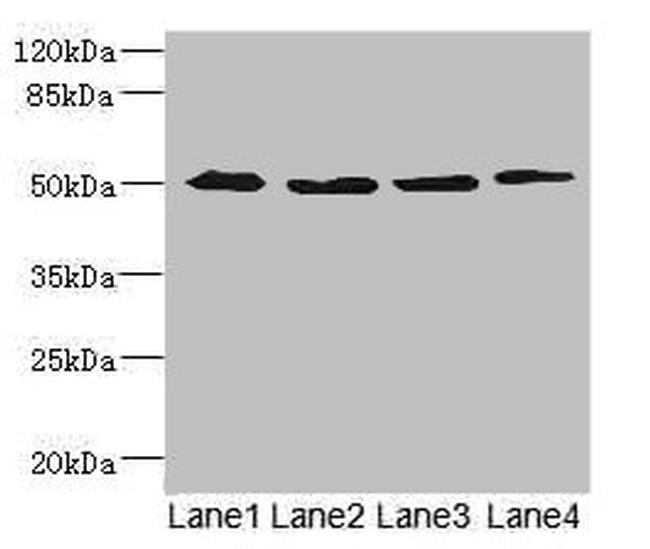 SQRDL Antibody in Western Blot (WB)