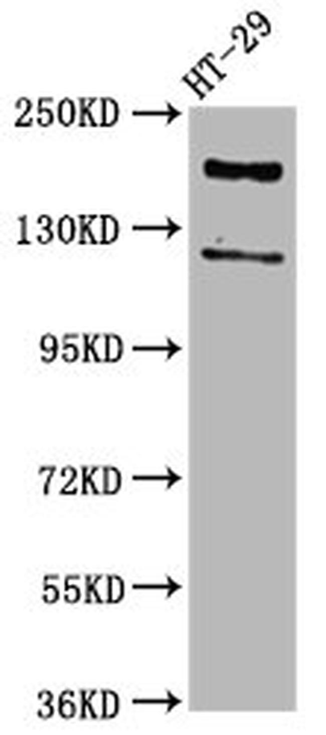 Synaptojanin 1 Antibody in Western Blot (WB)