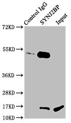 SYNJ2BP Antibody in Immunoprecipitation (IP)