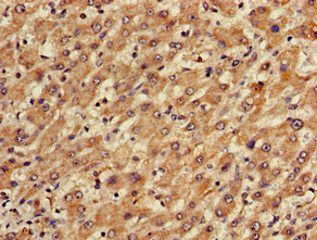 TGDS Antibody in Immunohistochemistry (Paraffin) (IHC (P))