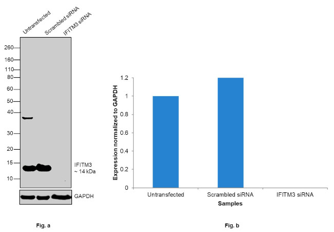 IFITM3 Antibody