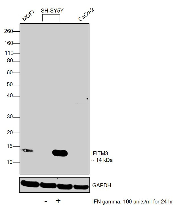 IFITM3 Antibody