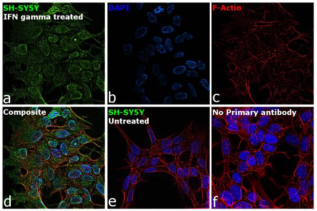 IFITM3 Antibody