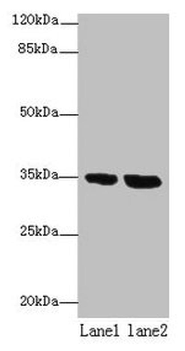 TMEM165 Antibody in Western Blot (WB)