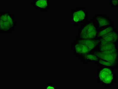 STING Antibody in Immunocytochemistry (ICC/IF)