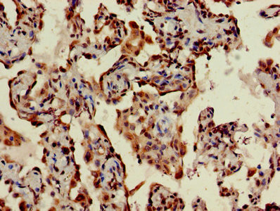 STING Antibody in Immunohistochemistry (Paraffin) (IHC (P))