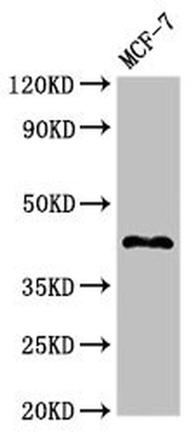 STING Antibody in Western Blot (WB)