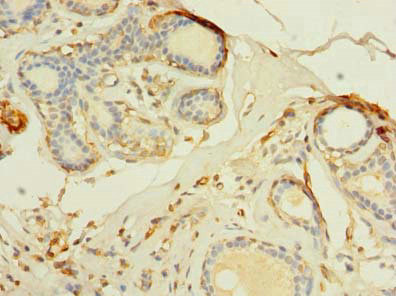 T176B Antibody in Immunohistochemistry (Paraffin) (IHC (P))