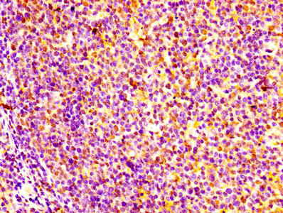 GM2A Antibody in Immunohistochemistry (Paraffin) (IHC (P))