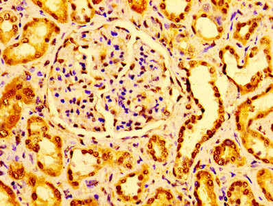 GM2A Antibody in Immunohistochemistry (Paraffin) (IHC (P))