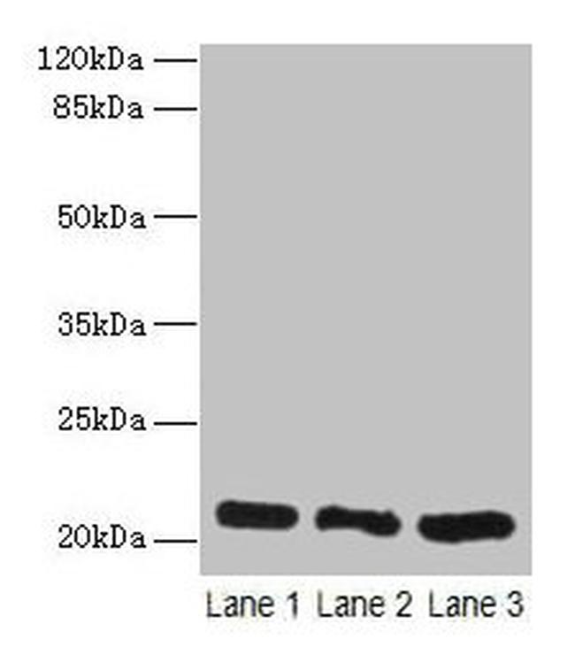 GM2A Antibody in Western Blot (WB)