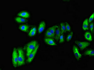 VNN1 Antibody in Immunocytochemistry (ICC/IF)