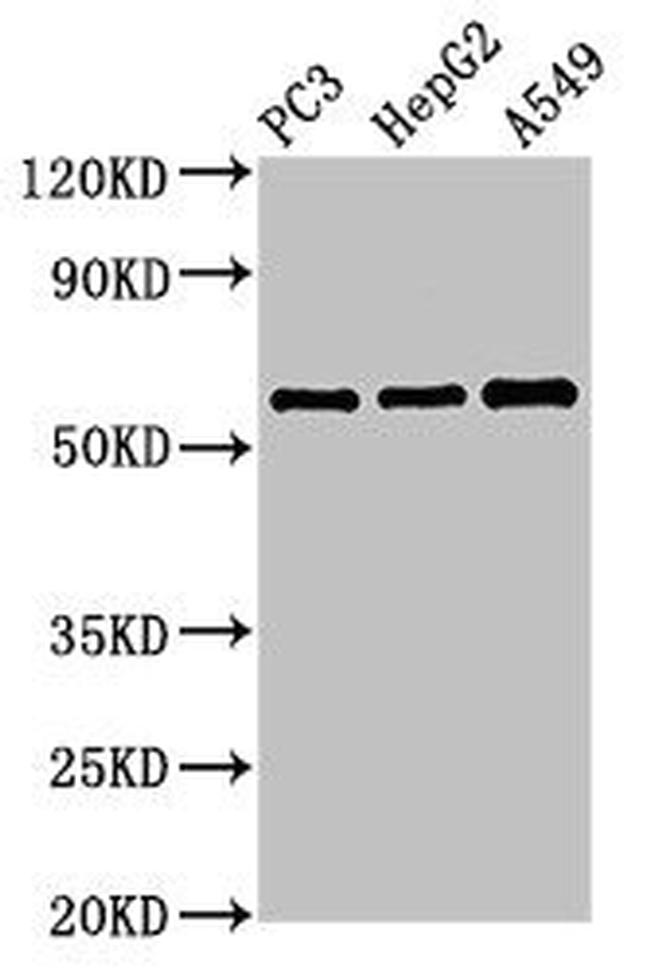 VNN1 Antibody in Western Blot (WB)