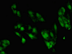 ZNF695 Antibody in Immunocytochemistry (ICC/IF)