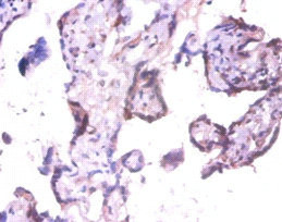 EXTL3 Antibody in Immunohistochemistry (Paraffin) (IHC (P))