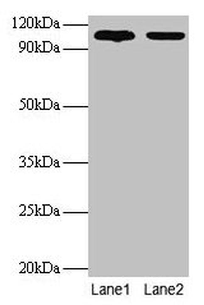 EXTL3 Antibody in Western Blot (WB)