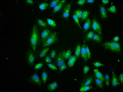 eIF3i Antibody in Immunocytochemistry (ICC/IF)