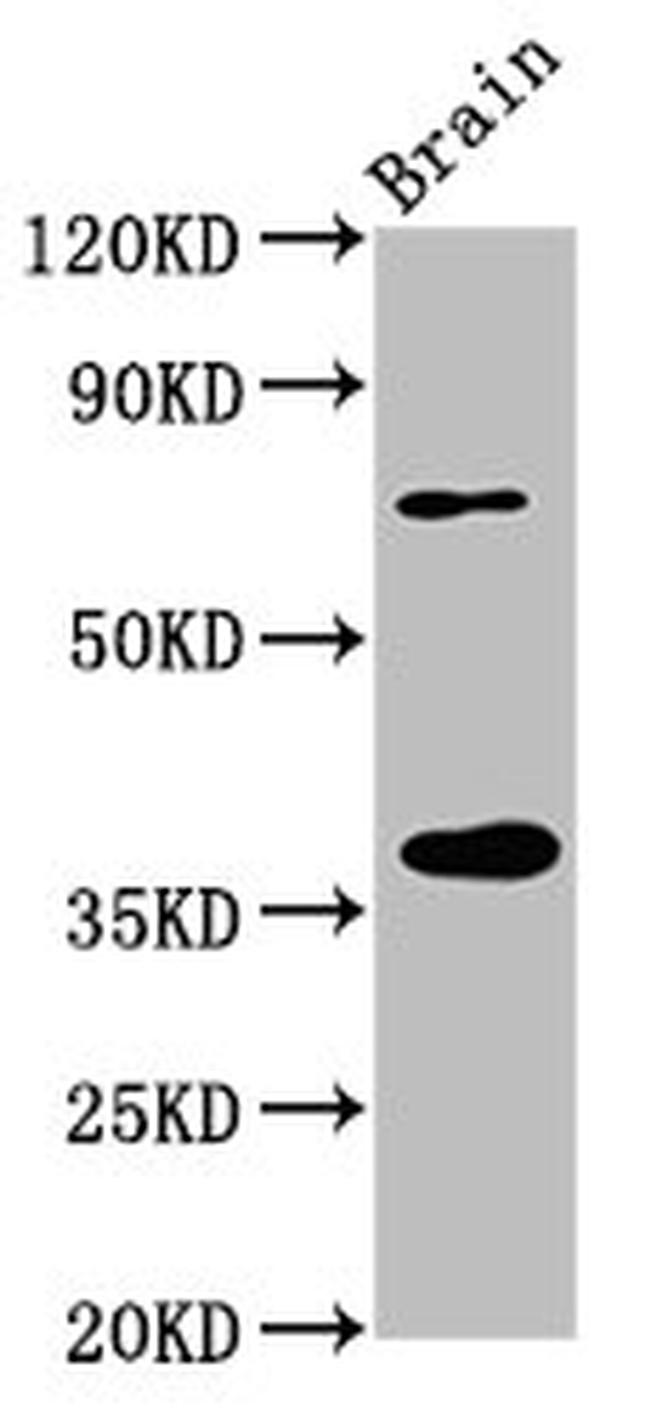 eIF3i Antibody in Western Blot (WB)