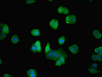 p21 ARC Antibody in Immunocytochemistry (ICC/IF)