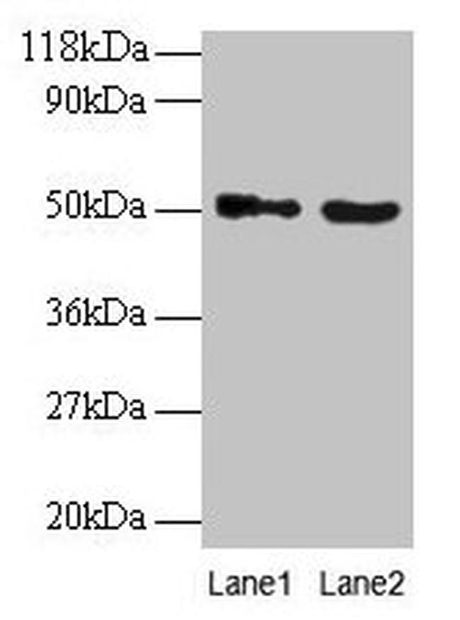 Vopp1 Antibody in Western Blot (WB)