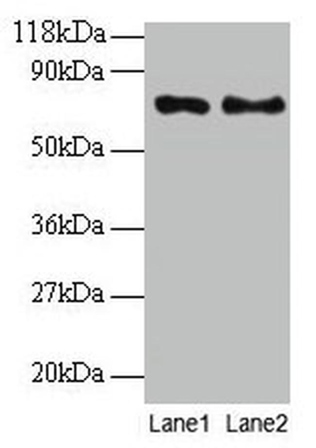 TAX1BP3 Antibody in Western Blot (WB)