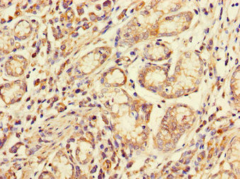 FCGR2A Antibody in Immunohistochemistry (Paraffin) (IHC (P))