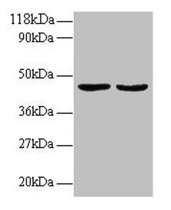 LIGHT Antibody in Western Blot (WB)