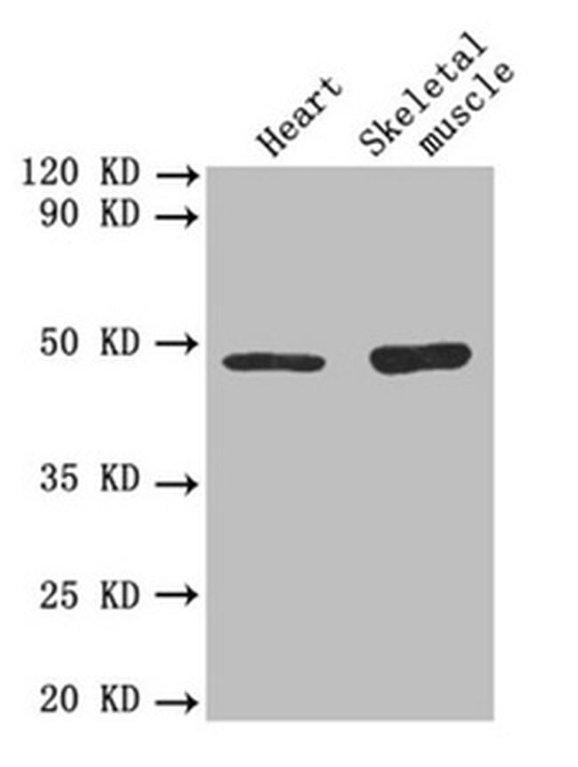 TGF beta-2 Antibody in Western Blot (WB)