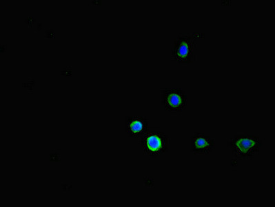 FCGR2B Antibody in Immunocytochemistry (ICC/IF)