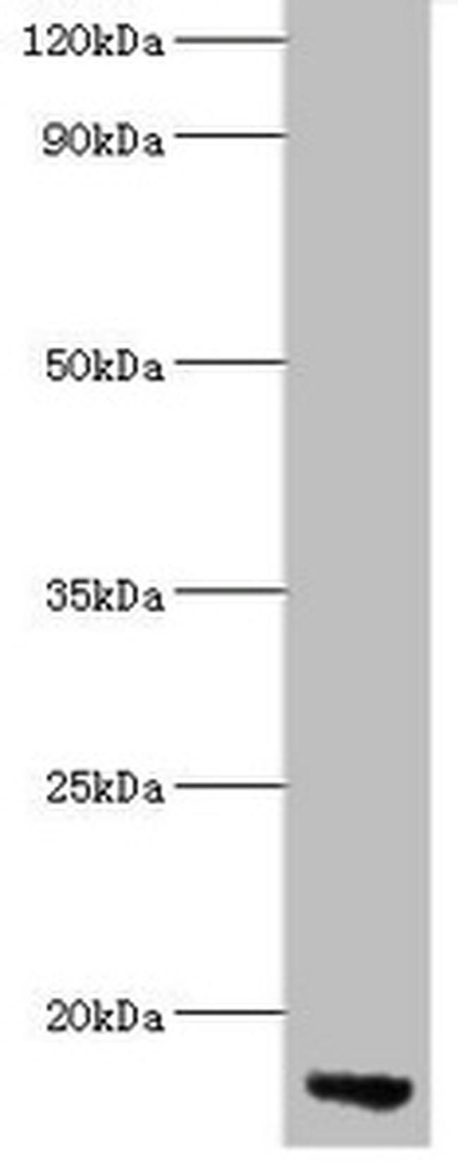 ApoC3 Antibody in Western Blot (WB)