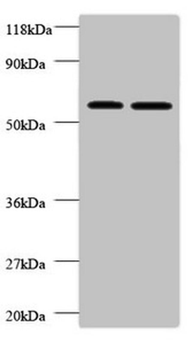 FUCA2 Antibody in Western Blot (WB)