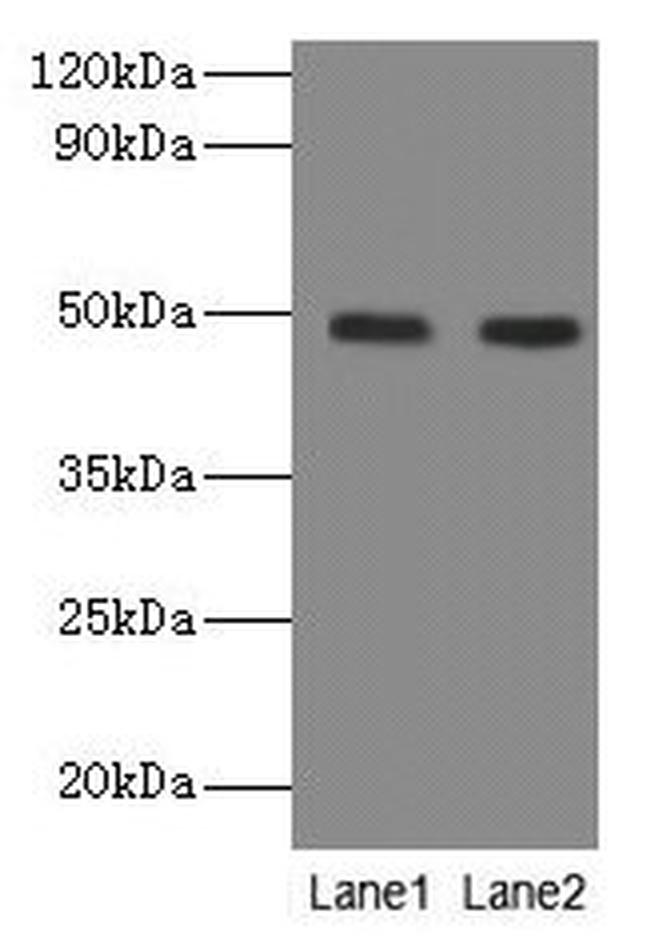 NEU3 Antibody in Western Blot (WB)