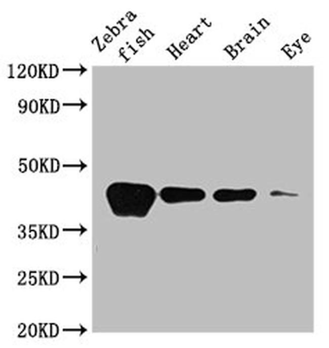 ACTA1B Antibody in Western Blot (WB)