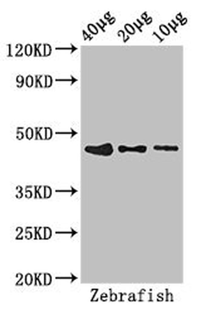 BMP-2 Antibody in Western Blot (WB)