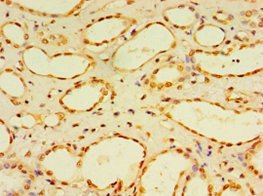 DUSP7 Antibody in Immunohistochemistry (Paraffin) (IHC (P))